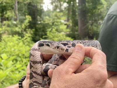 A person holds a patterned Louisiana pine snake in both hands in front of green forest undergrowth.