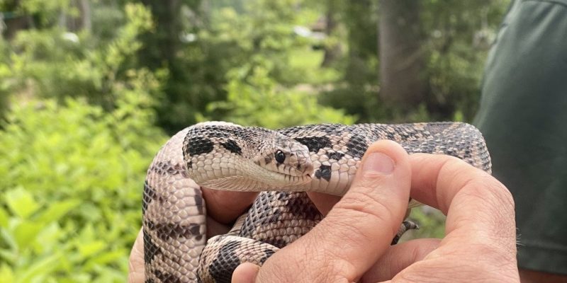 A person holds a patterned Louisiana pine snake in both hands in front of green forest undergrowth.