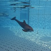A bottlenose dolphin underwater approaching a suspended sphere during an echolocation trial