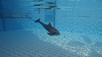 A bottlenose dolphin underwater approaching a suspended sphere during an echolocation trial
