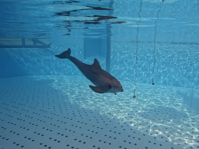 A bottlenose dolphin underwater approaching a suspended sphere during an echolocation trial