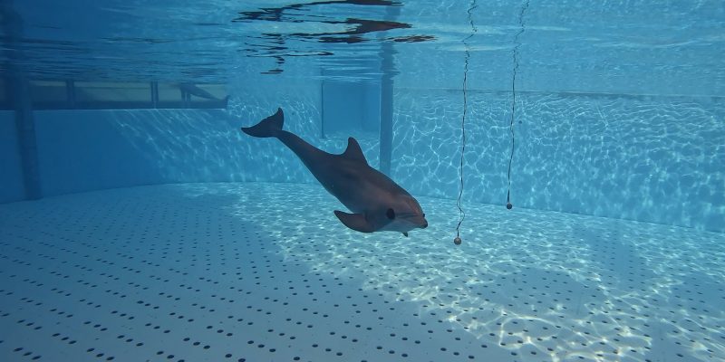 A bottlenose dolphin underwater approaching a suspended sphere during an echolocation trial