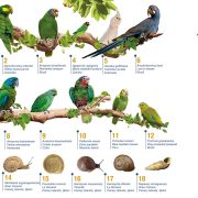 A group of brightly coloured parrots representing species bred by Loro Parque Fundacion