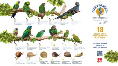 A group of brightly coloured parrots representing species bred by Loro Parque Fundacion