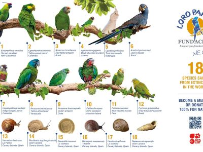 A group of brightly coloured parrots representing species bred by Loro Parque Fundacion