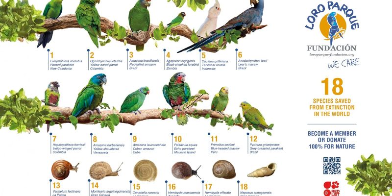 A group of brightly coloured parrots representing species bred by Loro Parque Fundacion