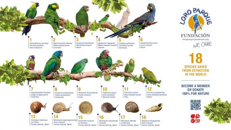 A group of brightly coloured parrots representing species bred by Loro Parque Fundacion