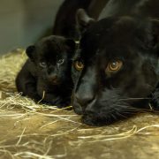 A jaguar cub lying on straw beside its mother