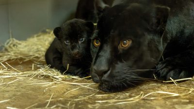A jaguar cub lying on straw beside its mother