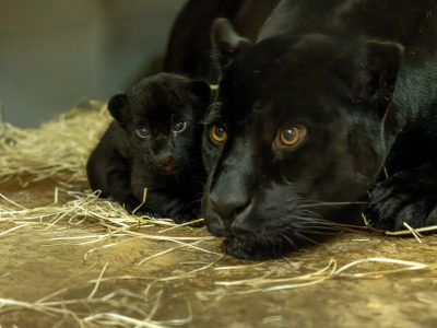A jaguar cub lying on straw beside its mother