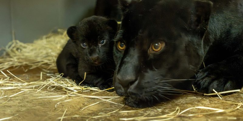 A jaguar cub lying on straw beside its mother