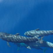 Open Atlantic water off the Canary Islands within the proposed Macaronesia sanctuary