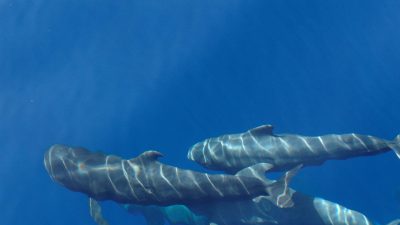 Open Atlantic water off the Canary Islands within the proposed Macaronesia sanctuary