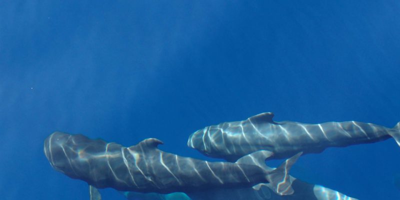 Open Atlantic water off the Canary Islands within the proposed Macaronesia sanctuary