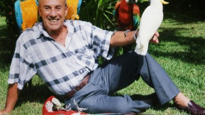 A blue Lear's macaw perched on a branch