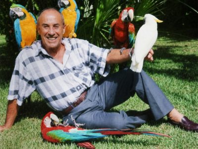 A blue Lear's macaw perched on a branch