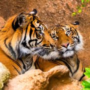 A Sumatran tiger with dark stripes standing in a planted enclosure
