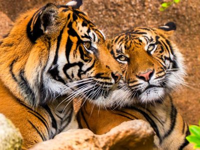 A Sumatran tiger with dark stripes standing in a planted enclosure