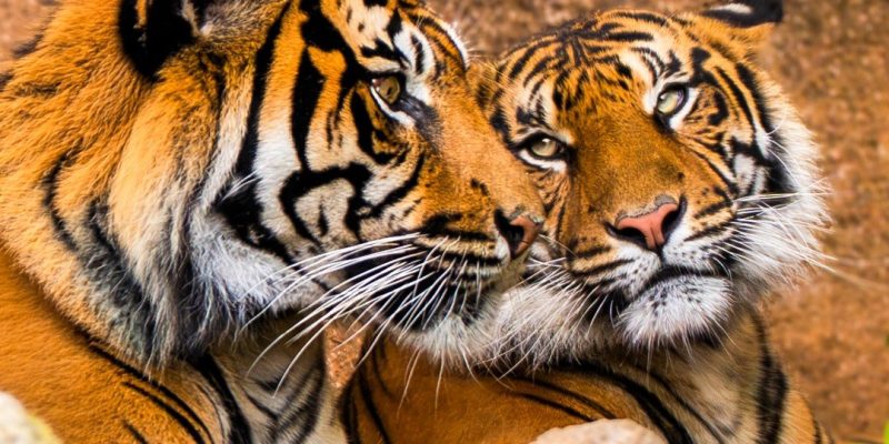 A Sumatran tiger with dark stripes standing in a planted enclosure