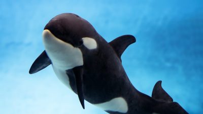The orca calf Teno swimming beside his mother Morgan