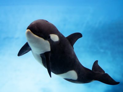 The orca calf Teno swimming beside his mother Morgan