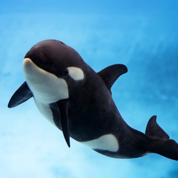 The orca calf Teno swimming beside his mother Morgan