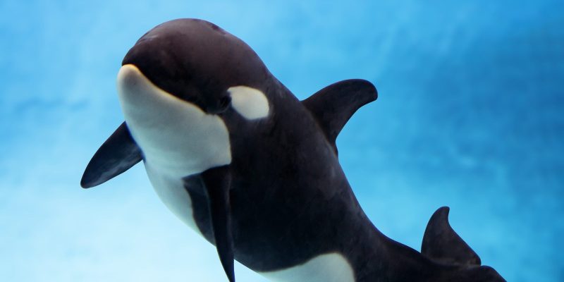 The orca calf Teno swimming beside his mother Morgan