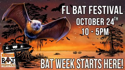 Florida Bat Festival artwork showing a flying fox over a cypress swamp at sunset
