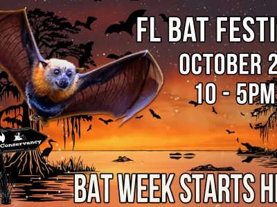Florida Bat Festival artwork showing a flying fox over a cypress swamp at sunset