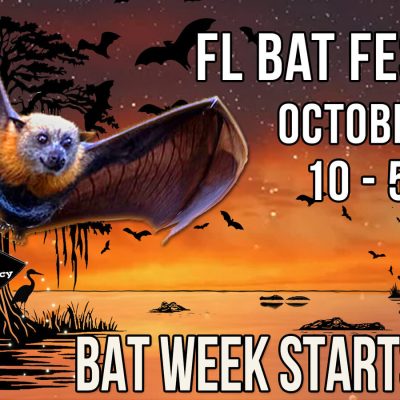 Florida Bat Festival artwork showing a flying fox over a cypress swamp at sunset