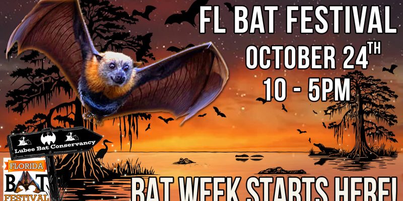 Florida Bat Festival artwork showing a flying fox over a cypress swamp at sunset