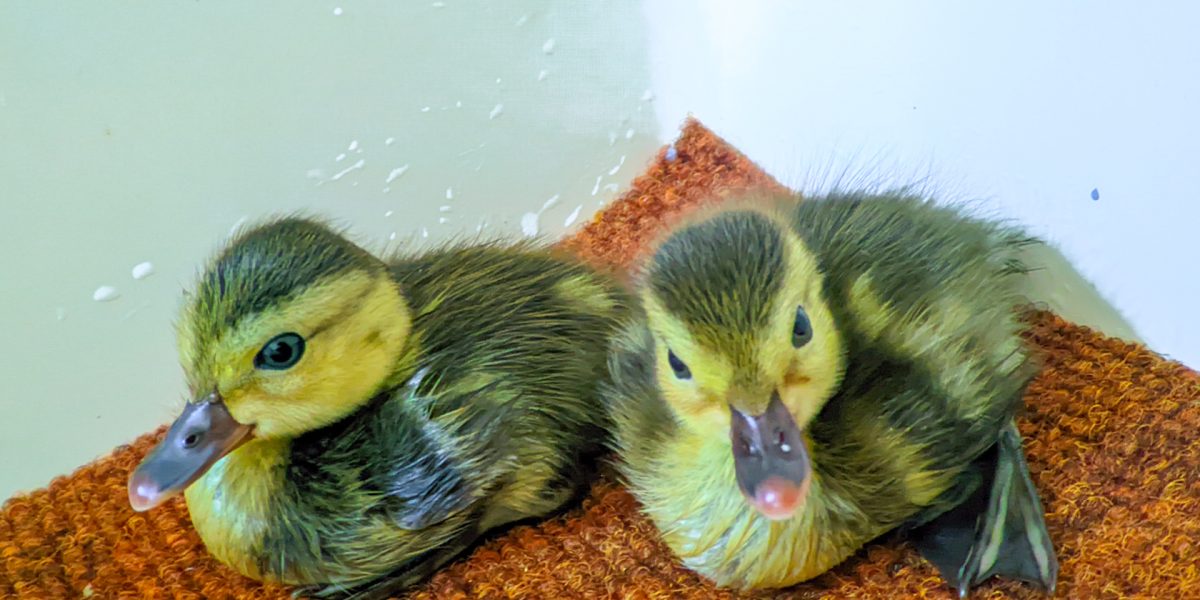 Two downy ducklings with dark backs and yellow faces sit side by side on an orange textured mat beside shallow water.