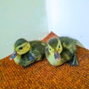 Two downy ducklings with dark backs and yellow faces sit side by side on an orange textured mat beside shallow water.