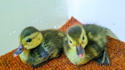 Two downy ducklings with dark backs and yellow faces sit side by side on an orange textured mat beside shallow water.