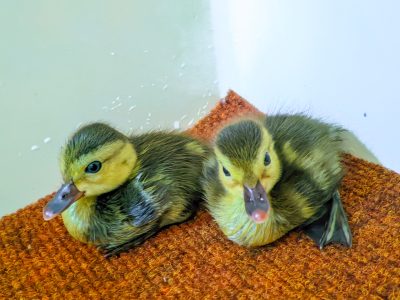 Two downy ducklings with dark backs and yellow faces sit side by side on an orange textured mat beside shallow water.