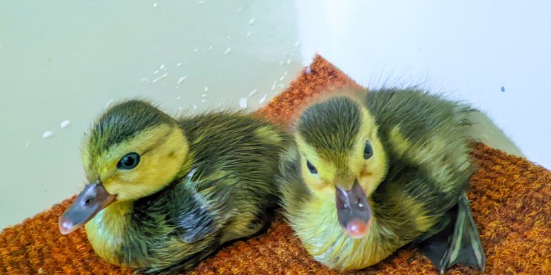Two downy ducklings with dark backs and yellow faces sit side by side on an orange textured mat beside shallow water.
