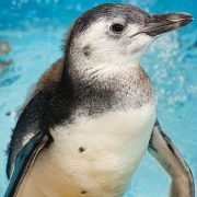A young Magellanic penguin chick stands in the aquarium's penguin habitat.