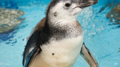A young Magellanic penguin chick stands in the aquarium's penguin habitat.