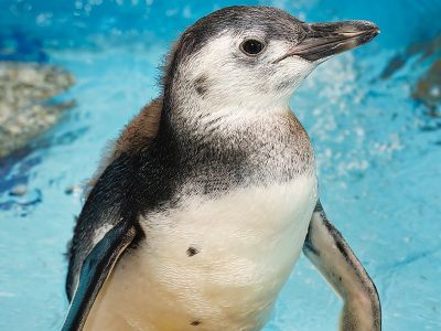 A young Magellanic penguin chick stands in the aquarium's penguin habitat.