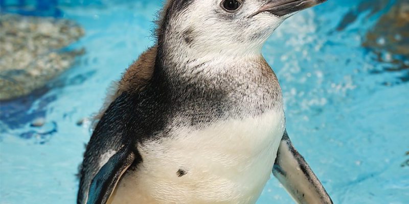 A young Magellanic penguin chick stands in the aquarium's penguin habitat.