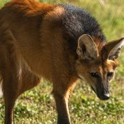 A maned wolf stands on sunlit grass with its head lowered, showing the long black legs, tall upright ears, deep russet coat, dark mane running along the shoulders and back, and a white tip to the tail.