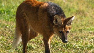 A maned wolf stands on sunlit grass with its head lowered, showing the long black legs, tall upright ears, deep russet coat, dark mane running along the shoulders and back, and a white tip to the tail.