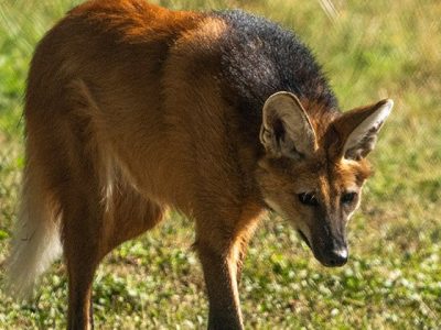 A maned wolf stands on sunlit grass with its head lowered, showing the long black legs, tall upright ears, deep russet coat, dark mane running along the shoulders and back, and a white tip to the tail.