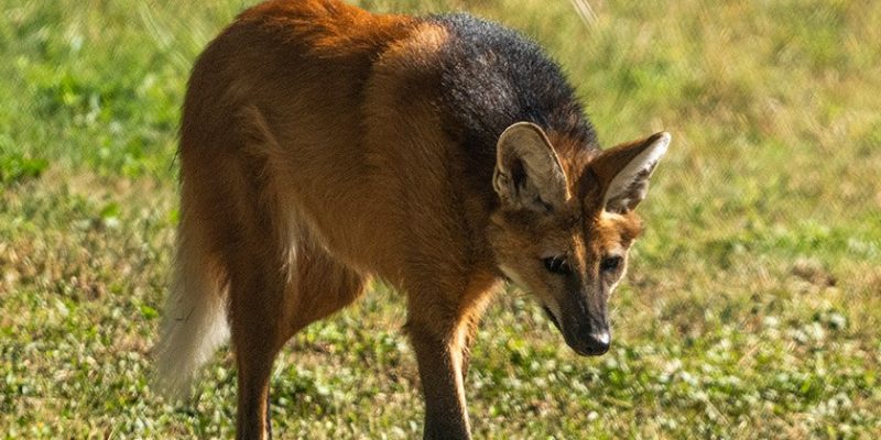 A maned wolf stands on sunlit grass with its head lowered, showing the long black legs, tall upright ears, deep russet coat, dark mane running along the shoulders and back, and a white tip to the tail.