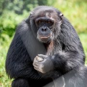 A chimpanzee sits upright on grass in front of dense green vegetation, holding a pale stone in both hands and looking toward the camera.