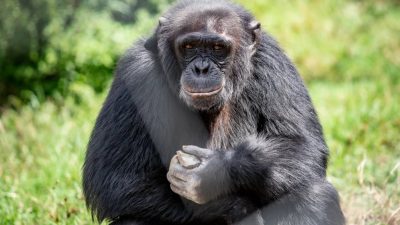 A chimpanzee sits upright on grass in front of dense green vegetation, holding a pale stone in both hands and looking toward the camera.