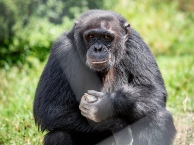 A chimpanzee sits upright on grass in front of dense green vegetation, holding a pale stone in both hands and looking toward the camera.