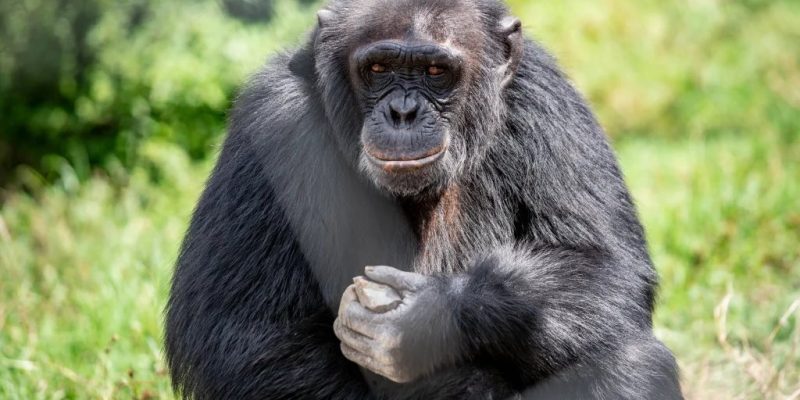 A chimpanzee sits upright on grass in front of dense green vegetation, holding a pale stone in both hands and looking toward the camera.