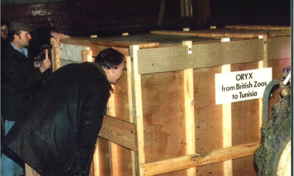 Men in coats gather around a large wooden crate in a dim barn. A sign on the crate reads ORYX from British Zoos to Tunisia.