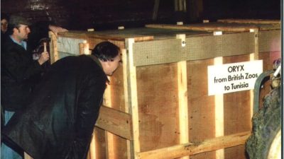 Men in coats gather around a large wooden crate in a dim barn. A sign on the crate reads ORYX from British Zoos to Tunisia.